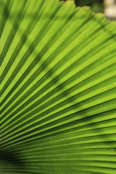 Abstract patterns caused by the sunlight hitting a giant palm leaf in the Cairns Botanic Gardens