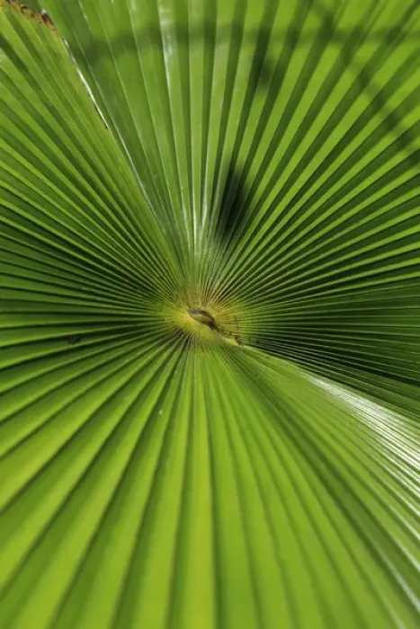 Framed Print : Abstract patterns caused by the sunlight hitting a giant palm leaf in the Cairns Botanic Gardens Framed Print : Abstract patterns caused by the sunlight hitting a giant palm leaf in the Cairns Botanic Gardens