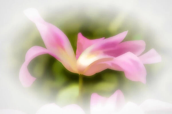 Abstract of pink flower petals