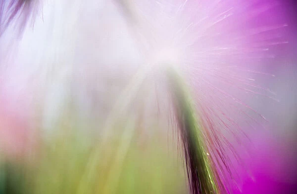 Abstract in purples, pinks, and greens of a plant in sunlight