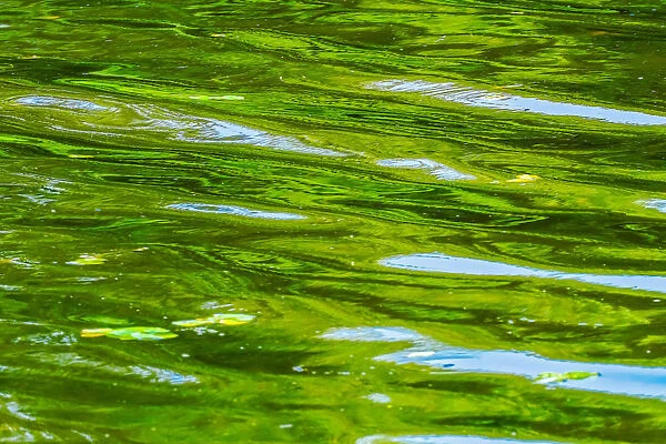 Abstract reflection, Lake Washington, Juanita Bay Park, Kirkland, Washington State