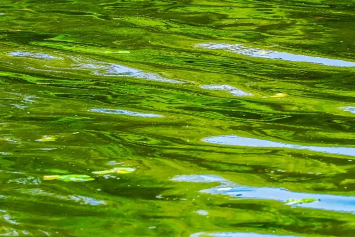 Framed Print : Abstract reflection, Lake Washington, Juanita Bay Park, Kirkland, Washington State Framed Print : Abstract reflection, Lake Washington, Juanita Bay Park, Kirkland, Washington State