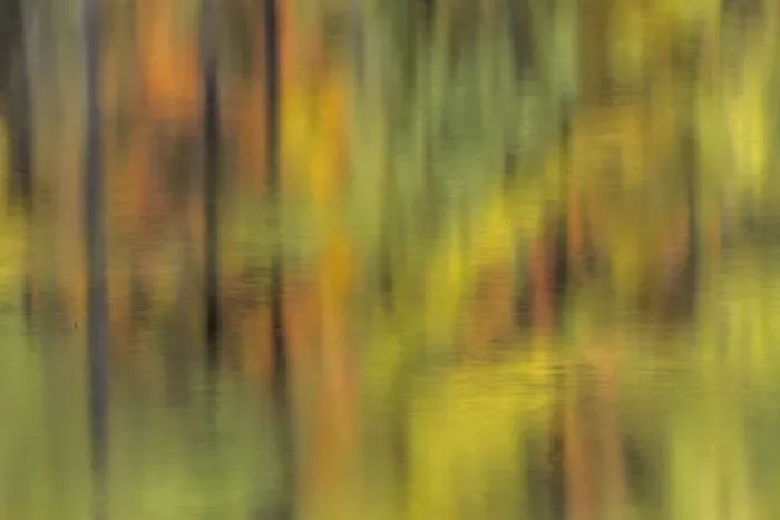 Framed Print : Abstract reflection of trees and autumn colors on small pond, Upper Peninsula of Michigan Framed Print : Abstract reflection of trees and autumn colors on small pond, Upper Peninsula of Michigan