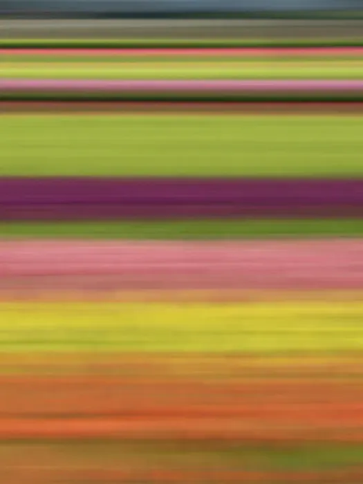 Framed Print : Abstract of rows of tulips at farm Framed Print : Abstract of rows of tulips at farm