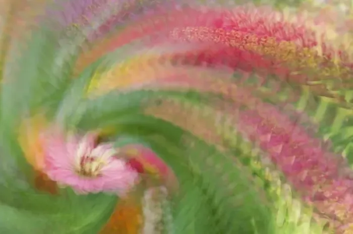 Framed Print : Abstract swirl created by multiple exposure of pink flower Framed Print : Abstract swirl created by multiple exposure of pink flower