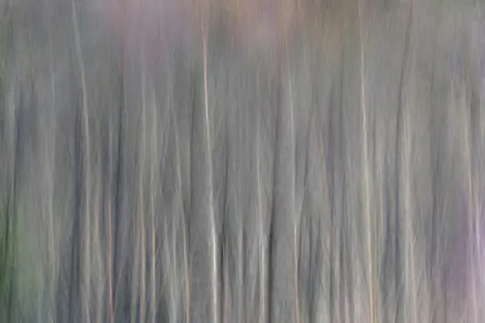 Framed Print : Abstract tree pattern, Great Smoky Mountains National Park, North Carolina