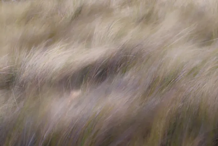 Framed Print : Abstract view of grasses blowing in the wind, Merritt Island National Wildlife Refuge, Florida Framed Print : Abstract view of grasses blowing in the wind, Merritt Island National Wildlife Refuge, Florida