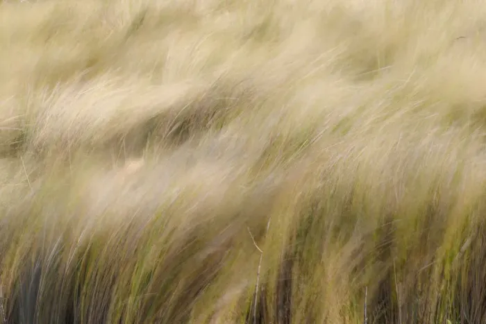 Framed Print : Abstract view of grasses blowing in the wind, Merritt Island National Wildlife Refuge, Florida