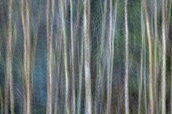 Abstract view of tree trunks, Great Smoky Mountains National Park, Tennessee