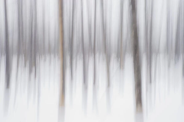 Abstract winter, Yellowstone