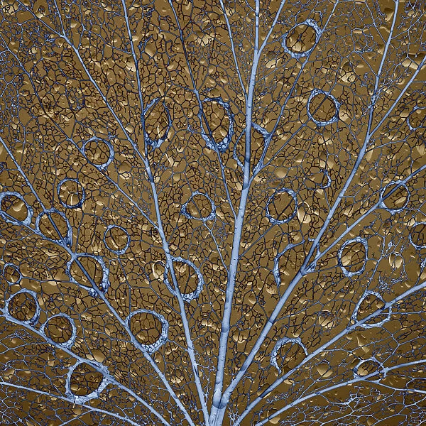 An abstraction of water drops on a skeletonized cottonwood leaf