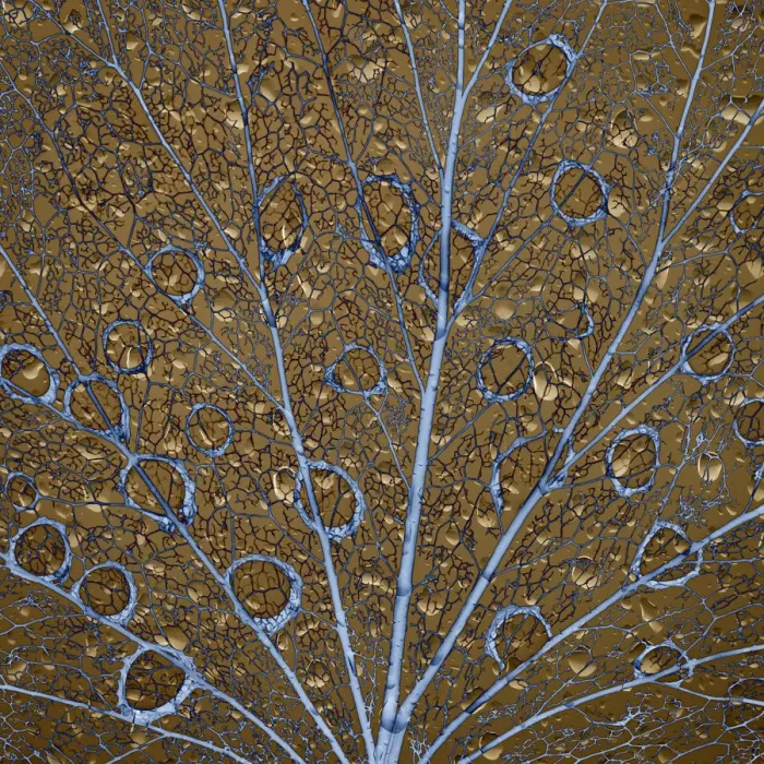 Framed Print : An abstraction of water drops on a skeletonized cottonwood leaf Framed Print : An abstraction of water drops on a skeletonized cottonwood leaf