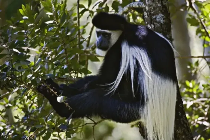 Framed Print : Abyssinian Black and White Colobus, Colobus abyssinicus. Lake Nakuru National Park, Kenya Framed Print : Abyssinian Black and White Colobus, Colobus abyssinicus. Lake Nakuru National Park, Kenya