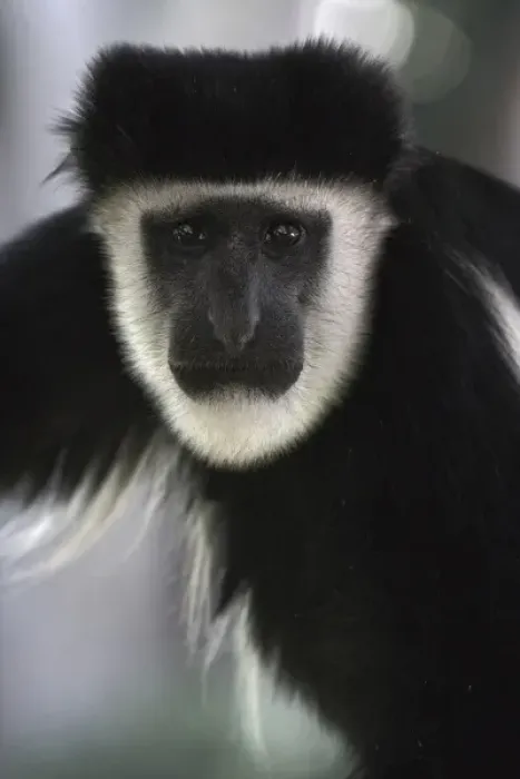 Framed Print : Abyssinian Black and White Colobus, Colobus abyssinicus. Lake Nakuru National Park, Kenya Framed Print : Abyssinian Black and White Colobus, Colobus abyssinicus. Lake Nakuru National Park, Kenya