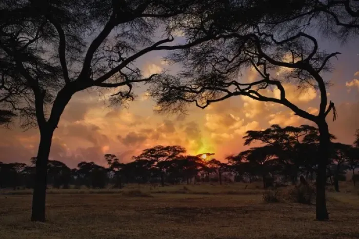 Framed Print : Acacia forest silhouetted at sunset, Tarangire National Park, Tanzania Framed Print : Acacia forest silhouetted at sunset, Tarangire National Park, Tanzania
