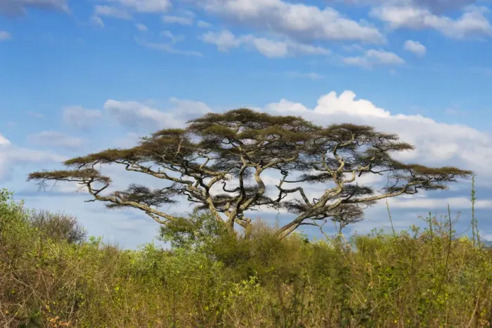 Framed Print : Acacia tree in Abijatta-Shalla Lakes National Park, Ethiopia Framed Print : Acacia tree in Abijatta-Shalla Lakes National Park, Ethiopia