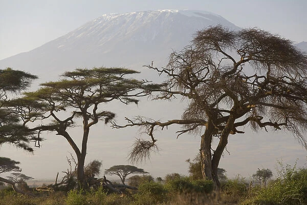 Acacia tree; Mt Kilimangaro; Amboseli Nat Park, Kenya