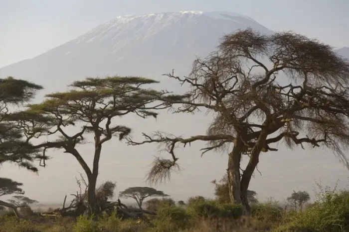 Framed Print : Acacia tree; Mt Kilimangaro; Amboseli Nat Park, Kenya