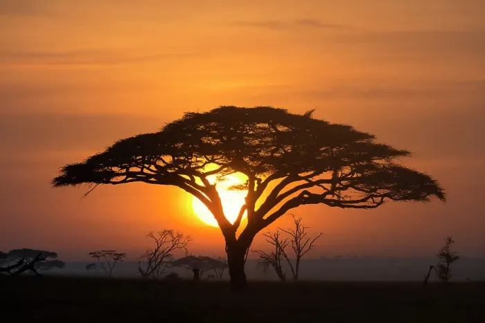 Framed Print : Acacia tree at sunrise