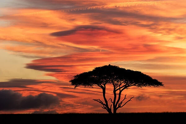 Acacia tree at sunset, Serengeti National Park, Tanzania, Africa