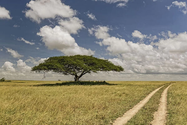 Acacia tree and tire tracks across grass plains, Serengeti National Park, Tanzania