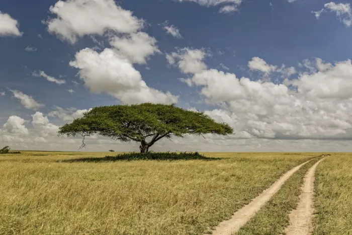 Framed Print : Acacia tree and tire tracks across grass plains, Serengeti National Park, Tanzania Framed Print : Acacia tree and tire tracks across grass plains, Serengeti National Park, Tanzania