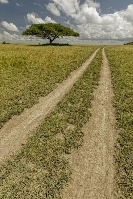 Framed Print : Acacia tree and tire tracks across grass plains, Serengeti National Park, Tanzania