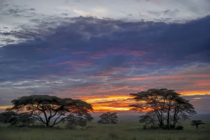 Framed Print : Acacia trees silhouetted at sunset, Serengeti National Park, Tanzania, Africa Framed Print : Acacia trees silhouetted at sunset, Serengeti National Park, Tanzania, Africa