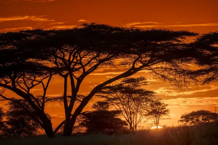 Framed Print : Acacia trees silhouetted at sunset, Serengeti National Park, Tanzania, Africa Framed Print : Acacia trees silhouetted at sunset, Serengeti National Park, Tanzania, Africa