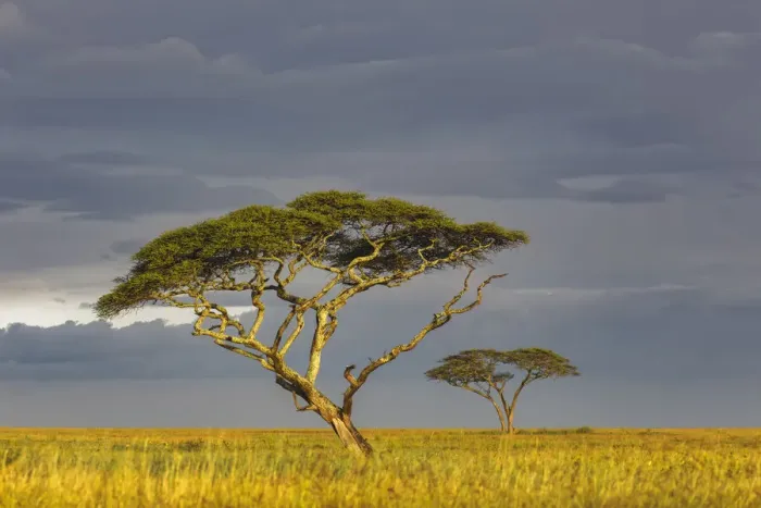 Framed Print : Acacia trees at sunset, Serengeti National Park, Tanzania, Africa Framed Print : Acacia trees at sunset, Serengeti National Park, Tanzania, Africa