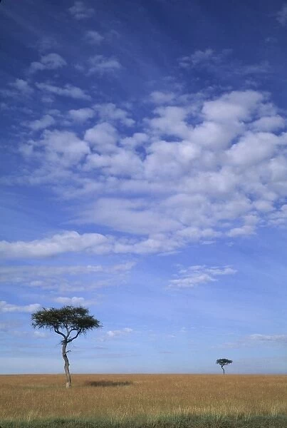 Acacia trees on vast grass plains, Msai Mara, Kenya