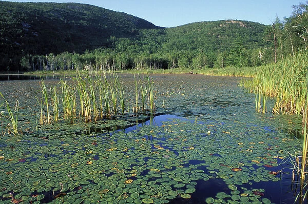 Acadia N. P. ME. Fragrant WaterLily Nymphaea odorata Beaver pond Champlain Mtn
