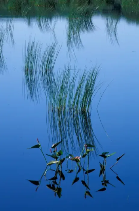 Framed Print : Acadia National Park, ME Pickerelweed, Pontederia cordata. Glacial tarn. The Tarn