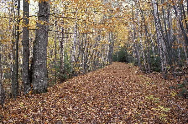 Acadia NP, ME. New England Fall. Gravel Road near Sieur de Monts Spring