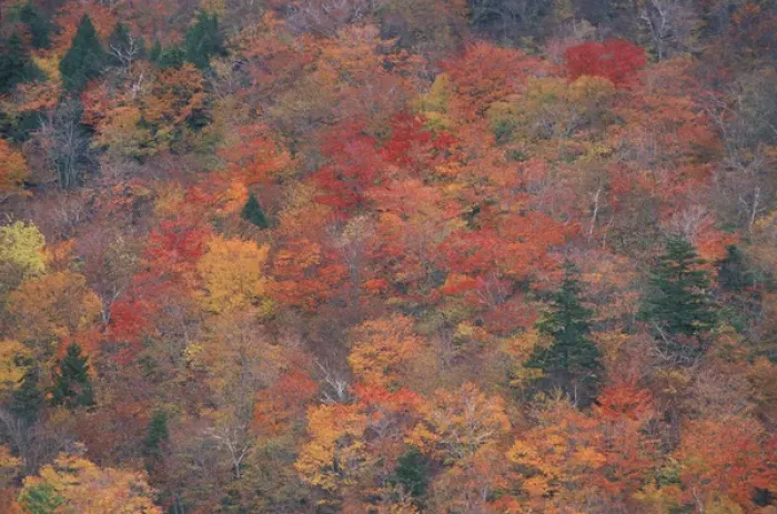 Framed Print : Acadia NP, ME. Northern Hardwood Forest Fall Foliage From the South Bubble Framed Print : Acadia NP, ME. Northern Hardwood Forest Fall Foliage From the South Bubble