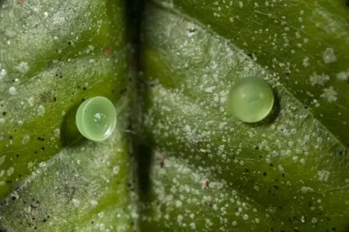 Framed Print : Achilles Morpho Butterfly Eggs (Morpho achilles), Napo River bordering Yasuni National Park