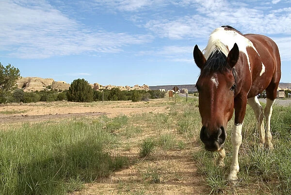 Acoma Pueblo, New Mexico, United States. Free roaming horse