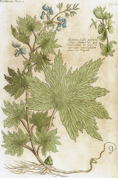 Aconitum. Seventeenth-century engraving in Bibliotheca Pharmaceutica-Medica by J