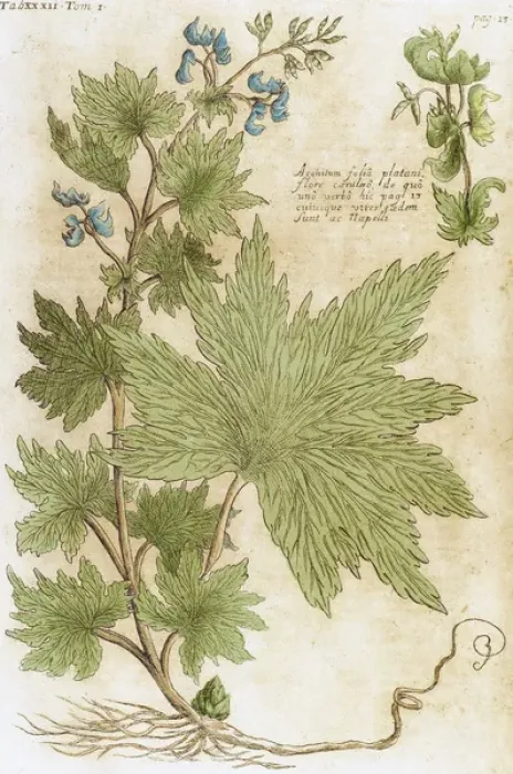Framed Print : Aconitum. Seventeenth-century engraving in Bibliotheca Pharmaceutica-Medica by J Framed Print : Aconitum. Seventeenth-century engraving in Bibliotheca Pharmaceutica-Medica by J