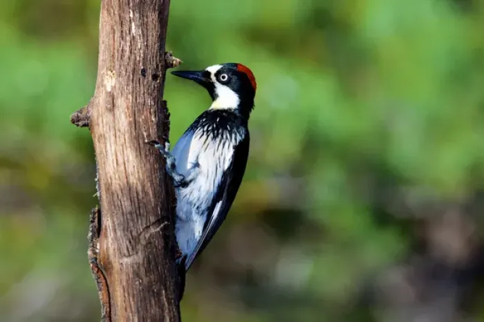 Framed Print : The acorn woodpecker female (Melanerpes formicivorus) searching for food Framed Print : The acorn woodpecker female (Melanerpes formicivorus) searching for food