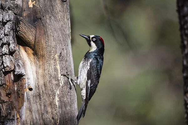 Acorn Woodpecker (Melanerpes formicivorus) on alligator juniper