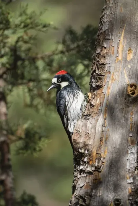 Framed Print : Acorn Woodpecker (Melanerpes formicivorus) on alligator juniper Framed Print : Acorn Woodpecker (Melanerpes formicivorus) on alligator juniper