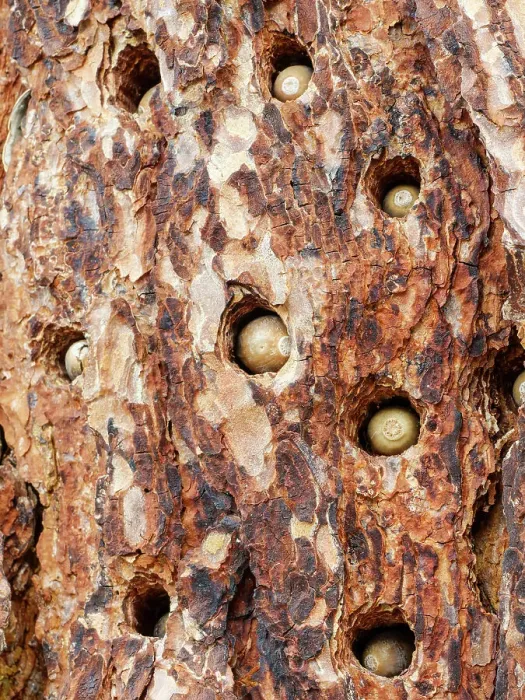 Framed Print : Acorn woodpecker, Pinnacles National Park, California