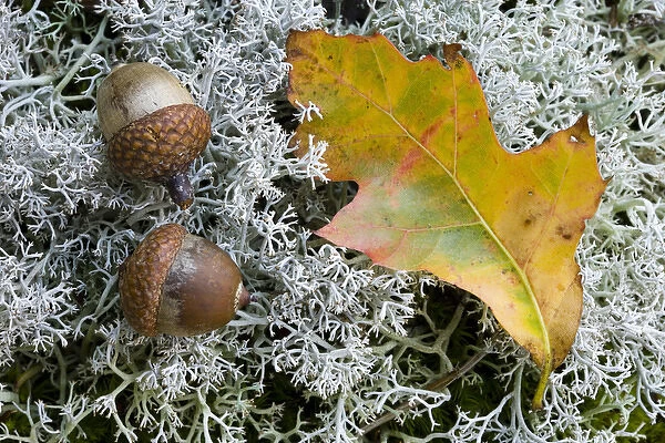 Acorns and an oak leaf on reindeer lichen on Hubbard Hill in New Hampshires Pisgah State Park