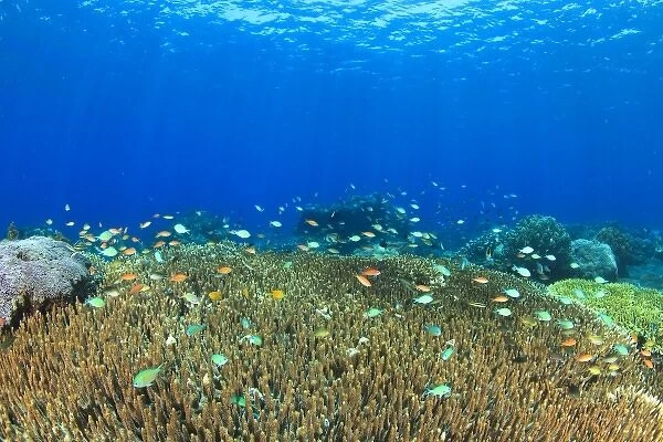 Acropora Hard Coral & Anthias fish, Komba Island, Flores Sea, Indonesia