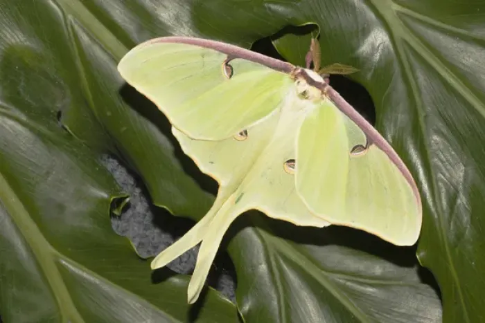 Framed Print : Actias luna, Luna moth on green leaves Framed Print : Actias luna, Luna moth on green leaves