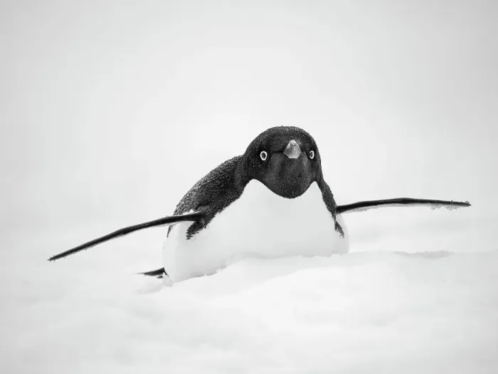 Framed Print : Adelie penguin. Antarctica, Antarctic Peninsula, Graham Land, Peterman Island Framed Print : Adelie penguin. Antarctica, Antarctic Peninsula, Graham Land, Peterman Island