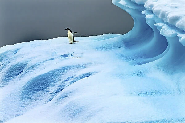 Adelie Penguin blue iceberg Charlotte Bay, Antarctica. Glacier ice blue because air