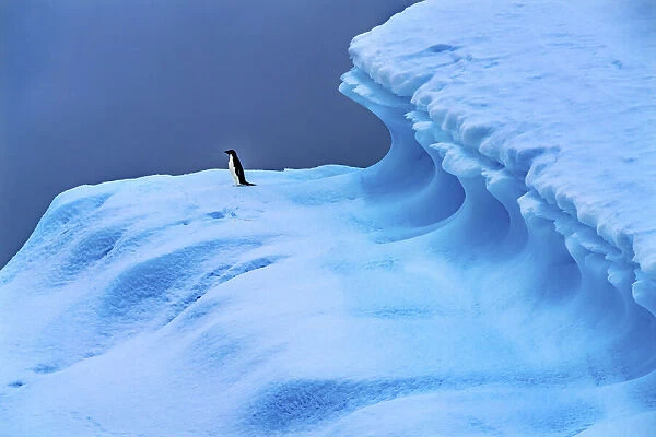 Adelie Penguin blue iceberg Charlotte Bay, Antarctica. Glacier ice blue because air