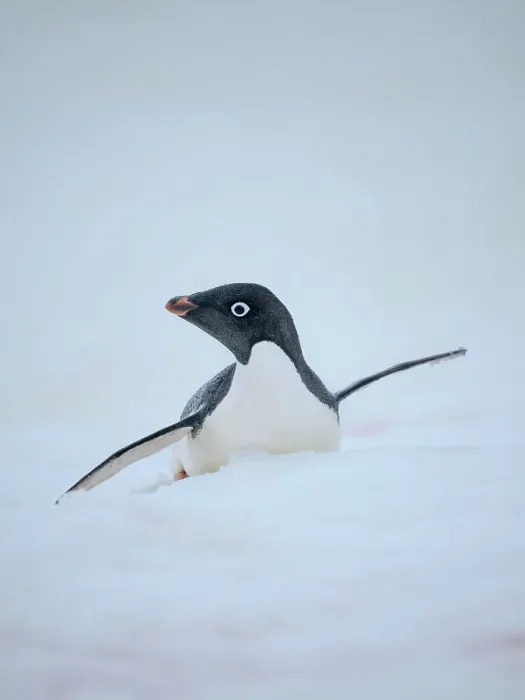 Framed Print : Adelie penguin, colored snow due to growth of ice algae. Antarctica, Antarctic Peninsula, Graham Land, Peterman Island